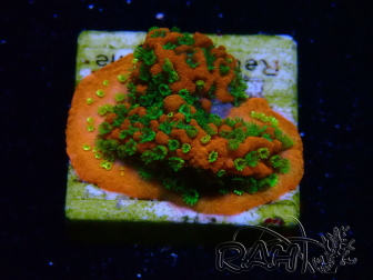 WYSIWYG Montipora Sunset