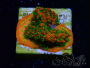 WYSIWYG Montipora Sunset