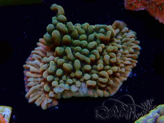 WYSIWYG JF Montipora Brain Freeze 11G2