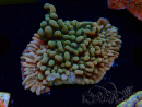 WYSIWYG JF Montipora Brain Freeze