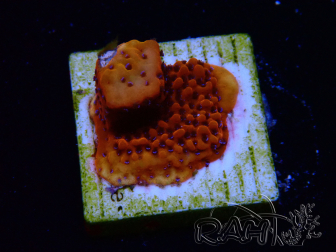 WYSIWYG RAH Montipora Mystic Sunset 11G8