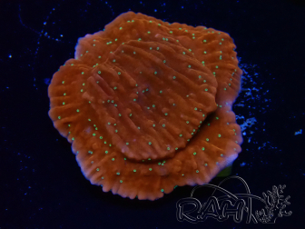 WYSIWYG SK Snow Montipora plateau