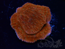 WYSIWYG SK Snow Montipora plateau