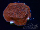 WYSIWYG SK Snow Montipora plato