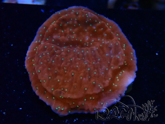 WYSIWYG SK Snow Montipora plateau
