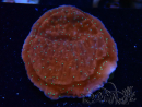 WYSIWYG SK Snow Montipora plate