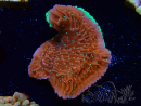 WYSIWYG SK Snow Montipora plateau 11H4