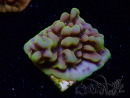 WYSIWYG Montipora Kung Pao