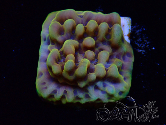 WYSIWYG Montipora Kung Pao
