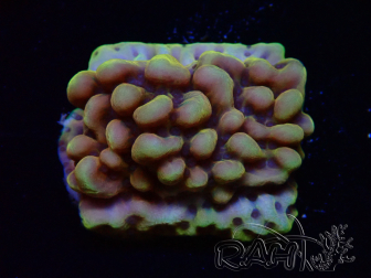 WYSIWYG Montipora Kung Pao 11H7
