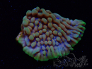 WYSIWYG Montipora Kung Pao