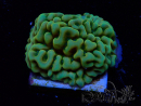 WYSIWYG JF Beach Bum Montipora 11I5