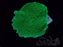 WYSIWYG Montipora Season Greetings