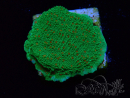 WYSIWYG Montipora Season Greetings