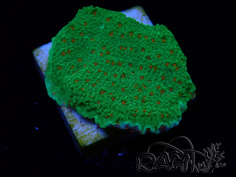 WYSIWYG Montipora Season Greetings