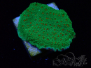 WYSIWYG Montipora Season Greetings