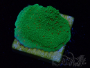 WYSIWYG Montipora Season Greetings 11J4