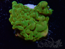 WYSIWYG RAH Montipora Orange Punch 11K8