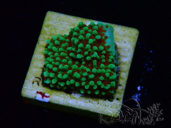 WYSIWYG Montipora Grinch