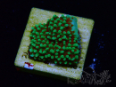 WYSIWYG Montipora Grinch 11L1