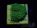 WYSIWYG Montipora Grinch
