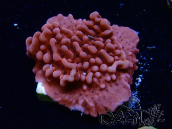 WYSIWYG JF Mean Streak Montipora