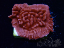 WYSIWYG JF Mean Streak Montipora