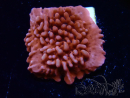 WYSIWYG JF Mean Streak Montipora