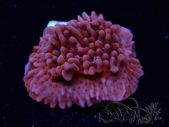 WYSIWYG JF Mean Streak Montipora 11L8