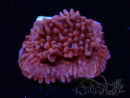 WYSIWYG JF Mean Streak Montipora