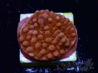 WYSIWYG RAH Montipora Princesa Durazno