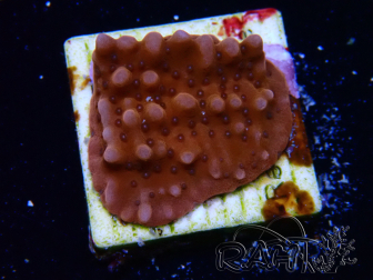WYSIWYG RAH Montipora Princess Peach 11M4