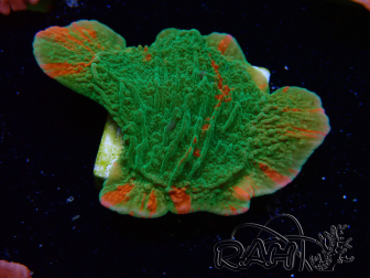 WYSIWYG Montipora plateau INNESTATO ULTRA