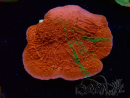 WYSIWYG Montipora plateau INNESTATO ULTRA