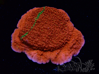 WYSIWYG Montipora plateau INNESTATO ULTRA
