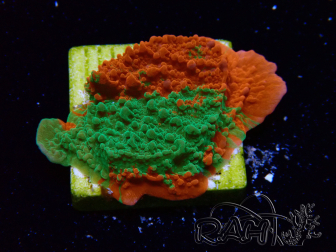 WYSIWYG Montipora plateau GRAFTED ULTRA