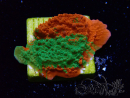 WYSIWYG Montipora plateau GRAFTED ULTRA