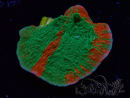WYSIWYG Montipora Plateau GRAFTED ULTRA