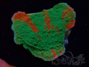 WYSIWYG Montipora plateau GRAFTED ULTRA