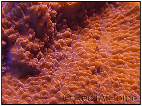 Montipora capricornis rouge S-M