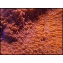 Montipora capricornis rouge S-M