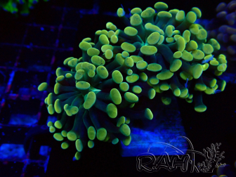 WYSIWYG Euphyllia paraancora (unter LED kultivierte Marikultur) 4A1