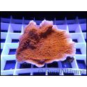 Montipora capricornis rouge S-M