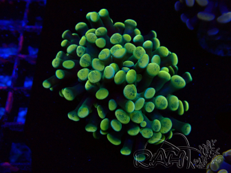 WYSIWYG Euphyllia paraancora (Mariculture acclimaté sous LED) 4A2