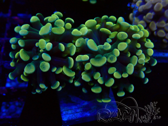 WYSIWYG Euphyllia paraancora (Mariculture acclimaté sous LED) 4A3