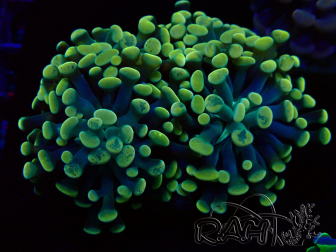 WYSIWYG Euphyllia paraancora (Mariculture acclimaté sous LED) 4A4
