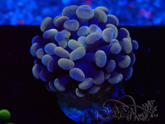 WYSIWYG Euphyllia paraancora (Mariculture acclimaté sous LED) 4A5