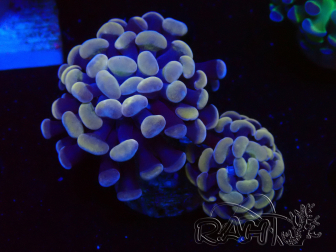 WYSIWYG Euphyllia paraancora (Marikultur akklimatisiert unter LED) 4A6