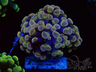 WYSIWYG Euphyllia paraancora (Mariculture acclimaté sous LED) 4A7
