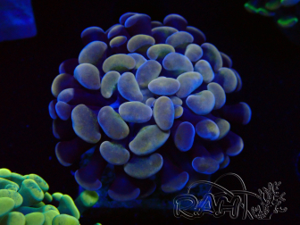 WYSIWYG Euphyllia paraancora (Maricoltura acclimatata sotto LED) 4A6